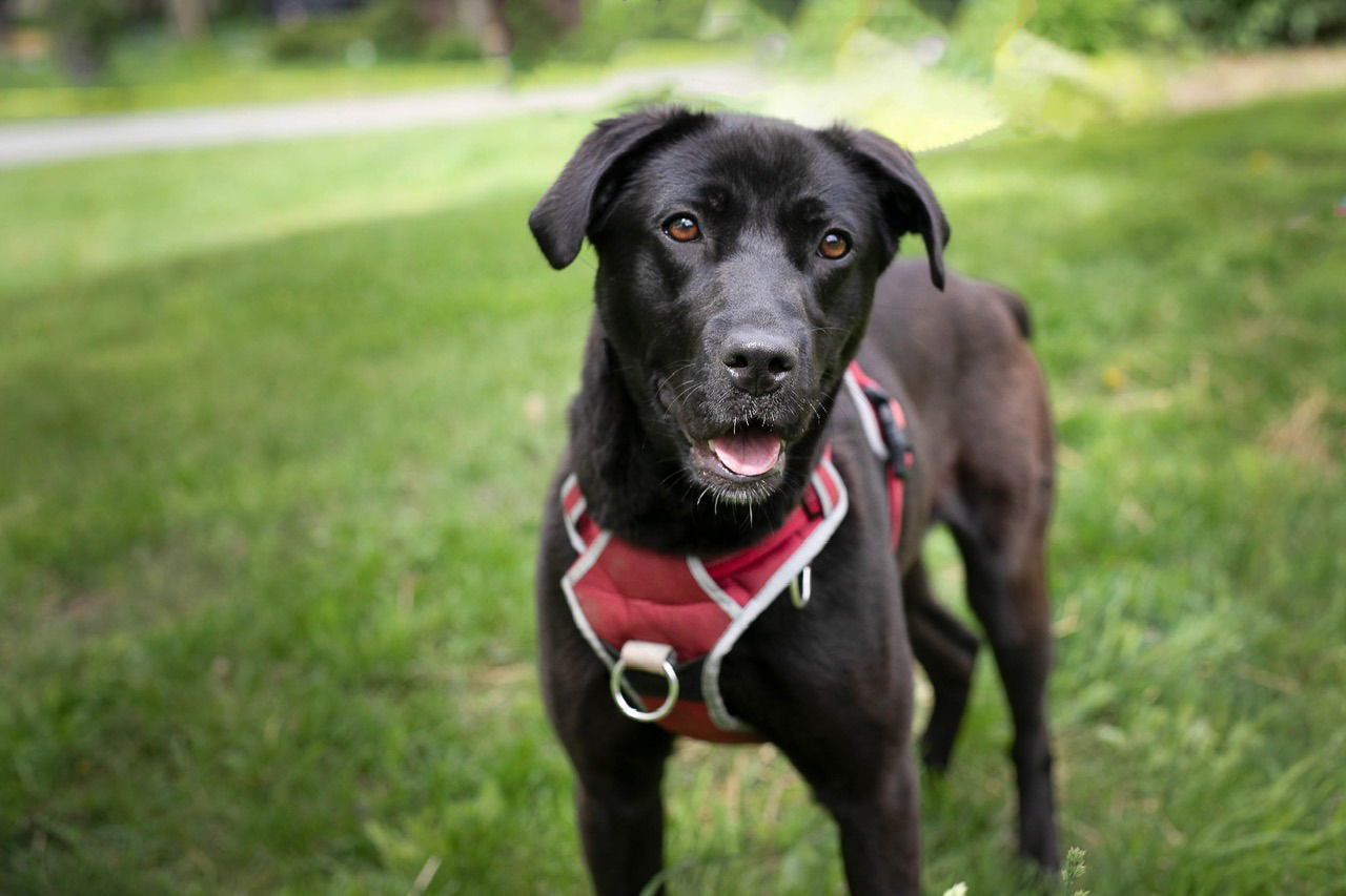 Nova Regina, an adoptable McNab, Pit Bull Terrier in Livonia, MI, 48152 | Photo Image 1