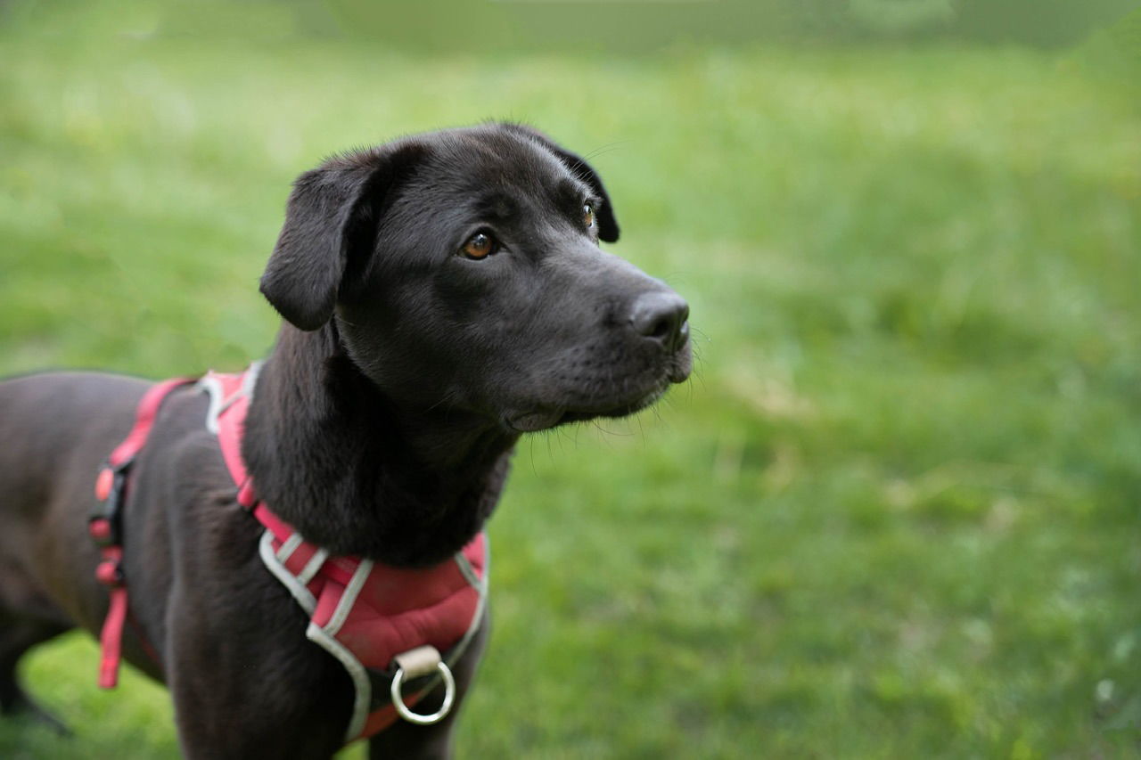 Nova Regina, an adoptable McNab, Pit Bull Terrier in Livonia, MI, 48152 | Photo Image 2