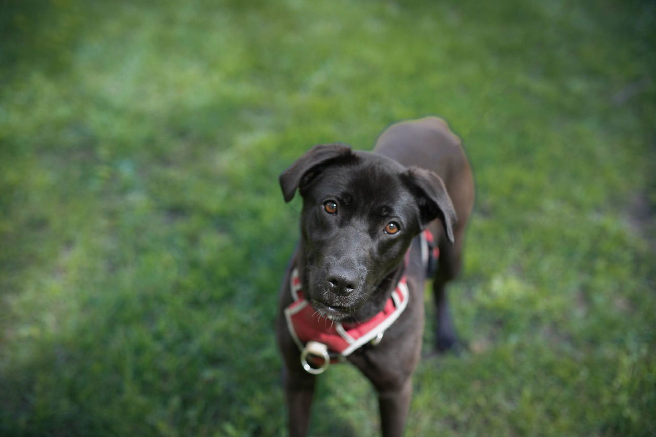 Nova Regina, an adoptable McNab, Pit Bull Terrier in Livonia, MI, 48152 | Photo Image 3