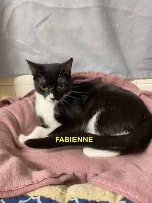 Fabienne 66, Young Female Domestic Short Hair