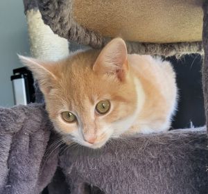 Meet Bramble a gentle soul in a fur coat This sweet female kitten is on a quest to find her