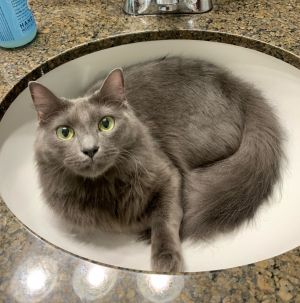 Meet Hawthorn - the handsome green-eyed gentleman youve been dreaming of Hawthorn is a stunning s