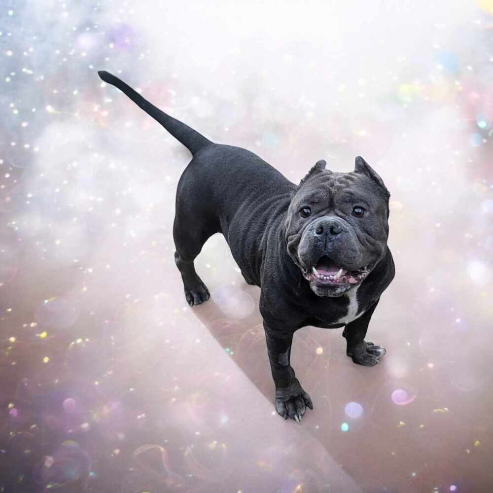 Moto Moto #A-3564, an adoptable American Bully in Halifax, NS, B3J 3A5 | Photo Image 1