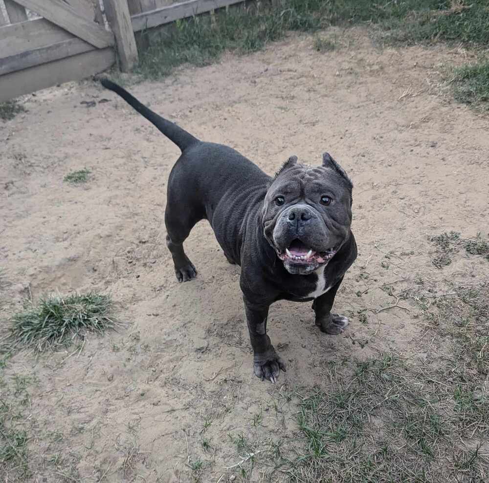 Moto Moto #A-3564, an adoptable American Bully in Halifax, NS, B3J 3A5 | Photo Image 3