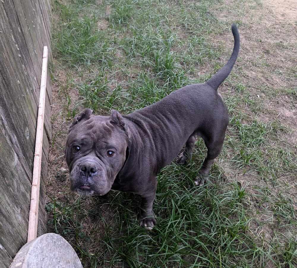 Moto Moto #A-3564, an adoptable American Bully in Halifax, NS, B3J 3A5 | Photo Image 4