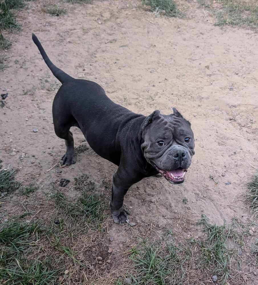 Moto Moto #A-3564, an adoptable American Bully in Halifax, NS, B3J 3A5 | Photo Image 5