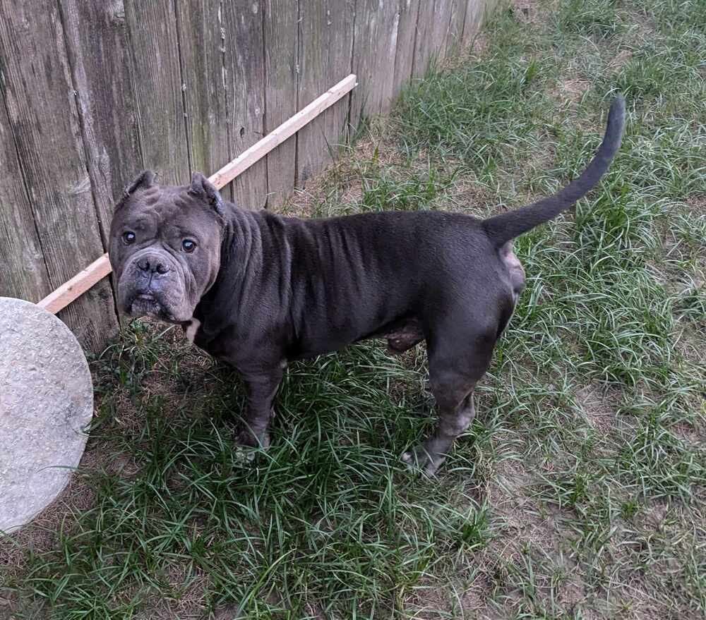 Moto Moto #A-3564, an adoptable American Bully in Halifax, NS, B3J 3A5 | Photo Image 6