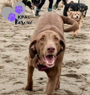 Cappuccino - Gourmet Coffee Litter, an adoptable Airedale Terrier, Mixed Breed in Kenai, AK, 99611 | Photo Image 1