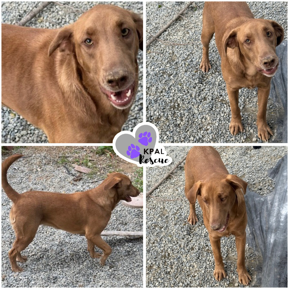 Cappuccino - Gourmet Coffee Litter, an adoptable Airedale Terrier, Mixed Breed in Kenai, AK, 99611 | Photo Image 1