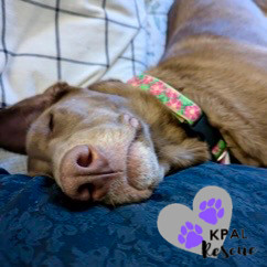 Cappuccino - Gourmet Coffee Litter, an adoptable Airedale Terrier, Mixed Breed in Kenai, AK, 99611 | Photo Image 2