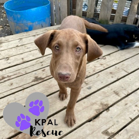 Cappuccino - Gourmet Coffee Litter, an adoptable Airedale Terrier, Mixed Breed in Kenai, AK, 99611 | Photo Image 3