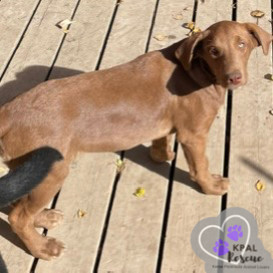 Cappuccino - Gourmet Coffee Litter, an adoptable Airedale Terrier, Mixed Breed in Kenai, AK, 99611 | Photo Image 5