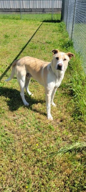 Wallace, Adult Male Labrador Retriever