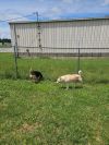 Wallace photo 3