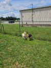 Wallace photo 4