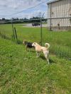 Wallace photo 6