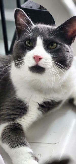 Scooter, Adult Male Domestic Short Hair