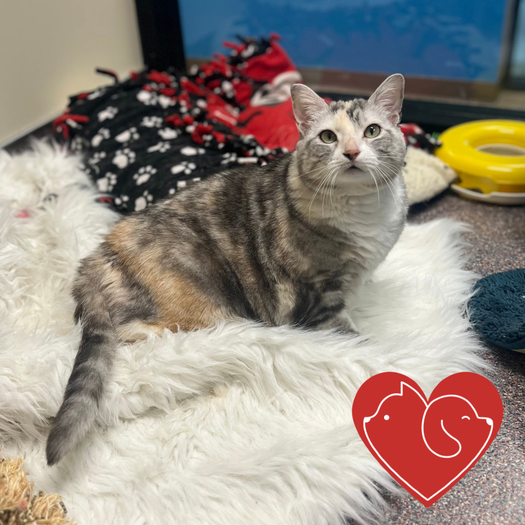Lady B, an adoptable Domestic Short Hair in Cheyenne, WY, 82007 | Photo Image 1