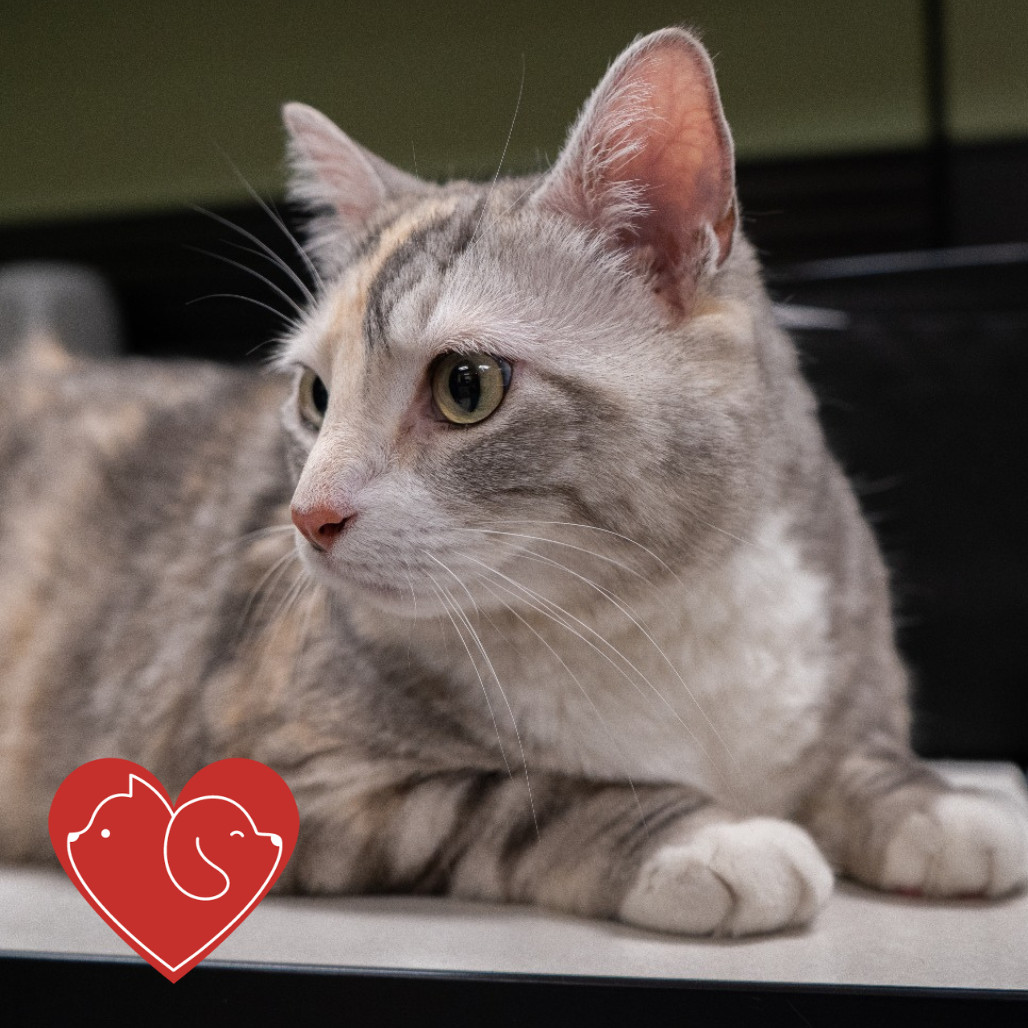 Lady B, an adoptable Domestic Short Hair in Cheyenne, WY, 82007 | Photo Image 2