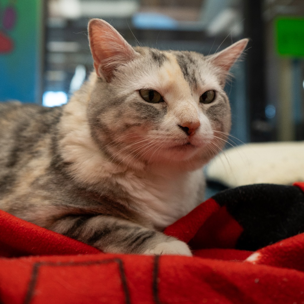 Lady B, an adoptable Domestic Short Hair in Cheyenne, WY, 82007 | Photo Image 3