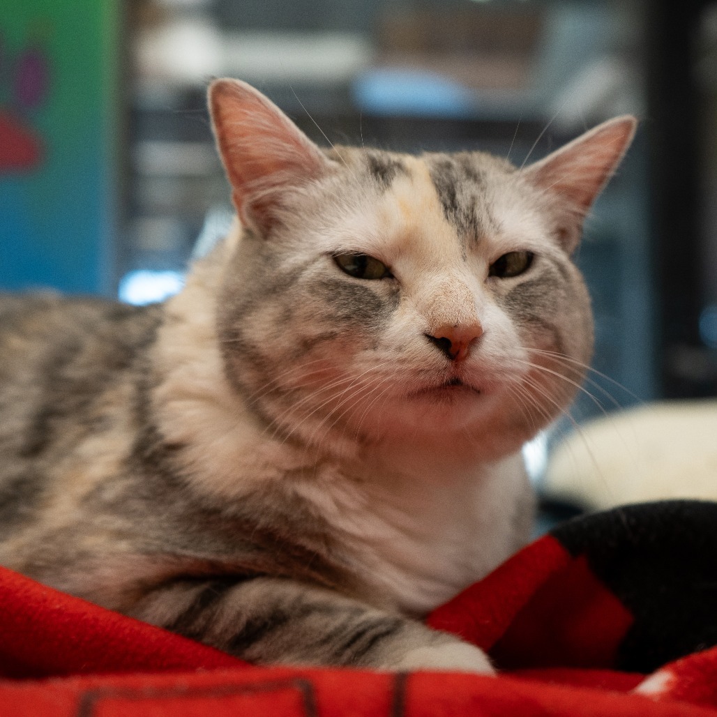 Lady B, an adoptable Domestic Short Hair in Cheyenne, WY, 82007 | Photo Image 4