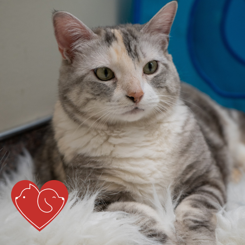 Lady B, an adoptable Domestic Short Hair in Cheyenne, WY, 82007 | Photo Image 5