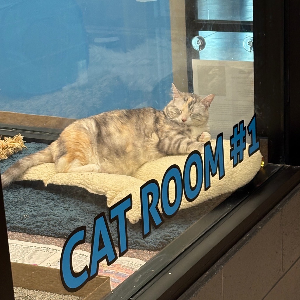 Lady B, an adoptable Domestic Short Hair in Cheyenne, WY, 82007 | Photo Image 6