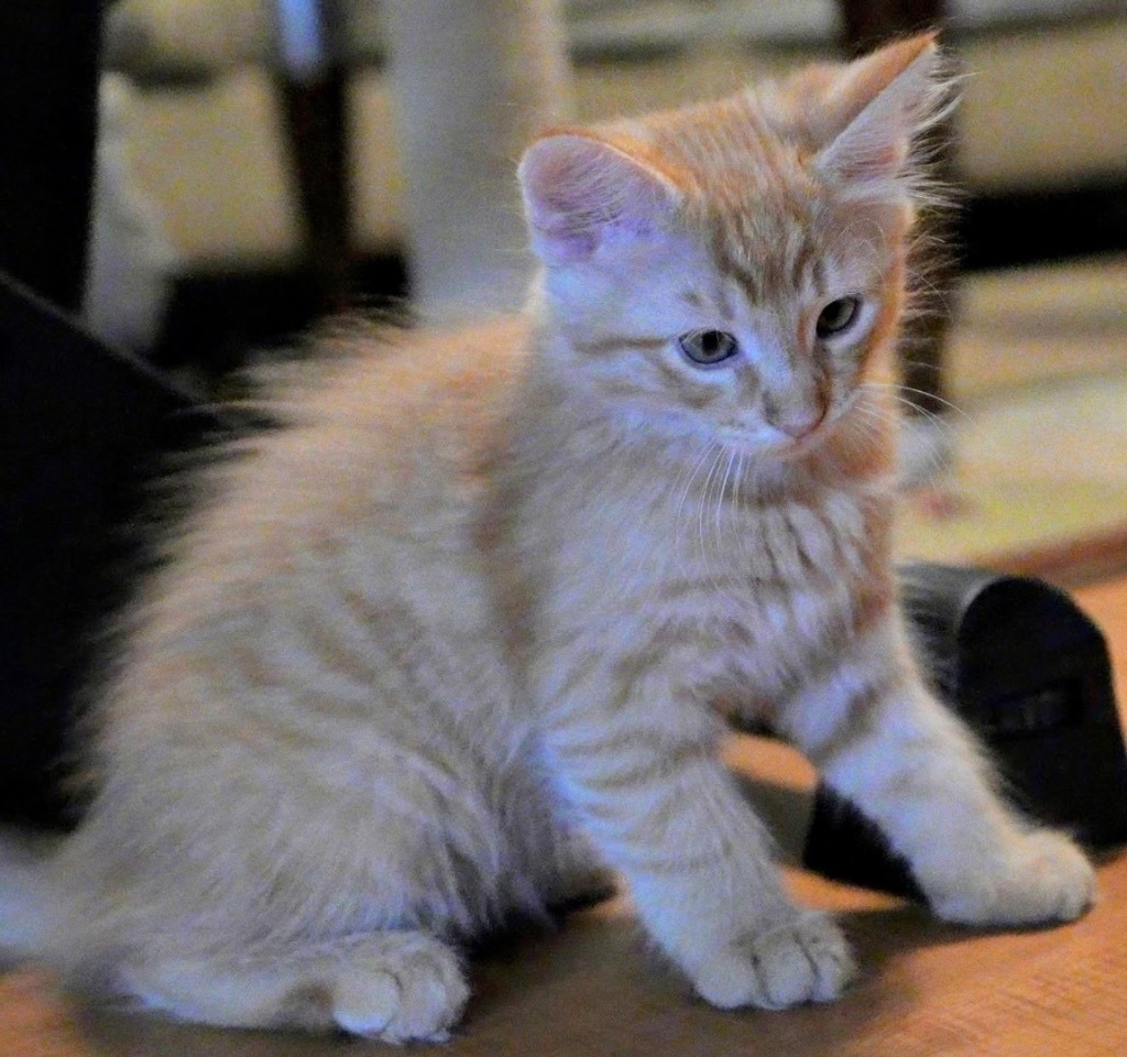 Orange fluffy from Carol