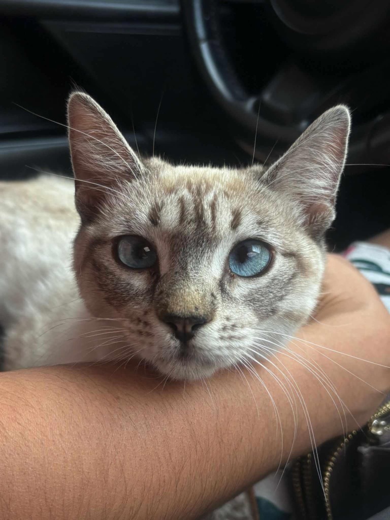 Kitty from Bear bus