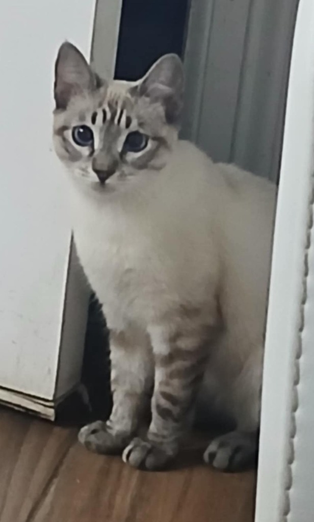 Panna Catta