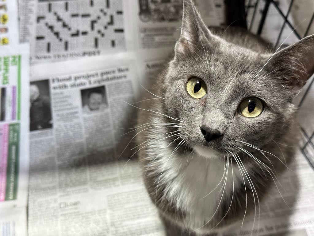 Angie, an adoptable Domestic Short Hair in Minot, ND, 58701 | Photo Image 1