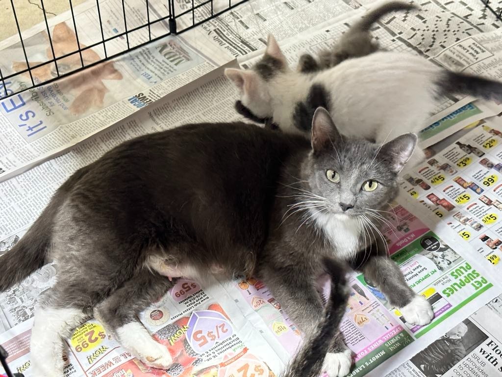 Angie, an adoptable Domestic Short Hair in Minot, ND, 58701 | Photo Image 3