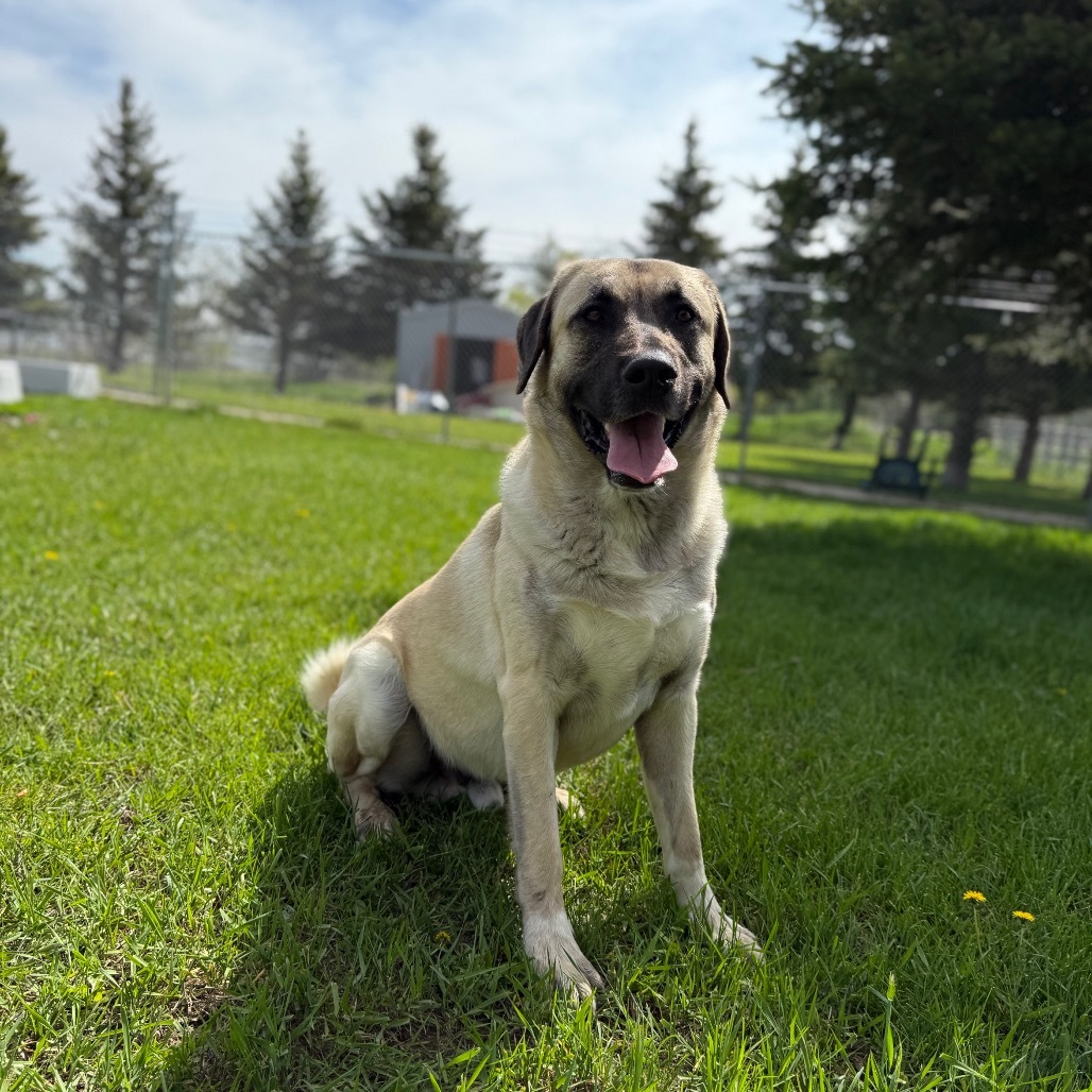 Ace, an adoptable Mixed Breed in Buffalo, WY, 82834 | Photo Image 1