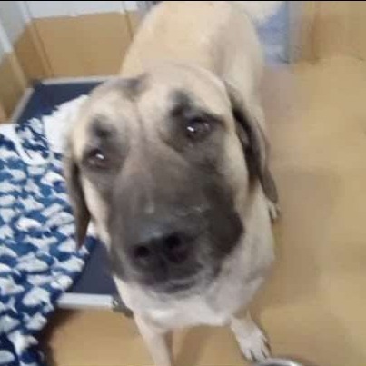 Ace, an adoptable Mixed Breed in Buffalo, WY, 82834 | Photo Image 2