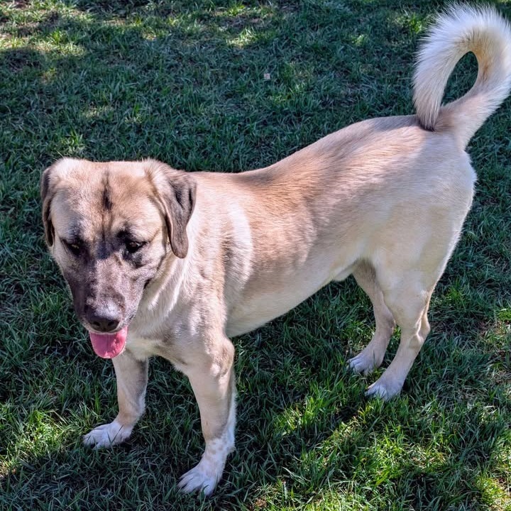 Ace, an adoptable Mixed Breed in Buffalo, WY, 82834 | Photo Image 3