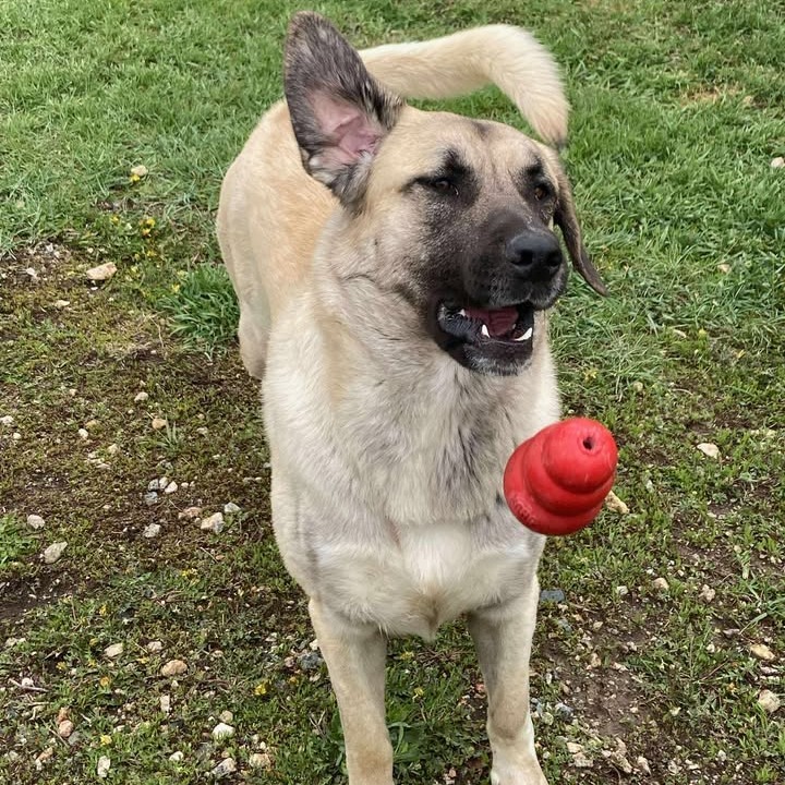 Ace, an adoptable Mixed Breed in Buffalo, WY, 82834 | Photo Image 4