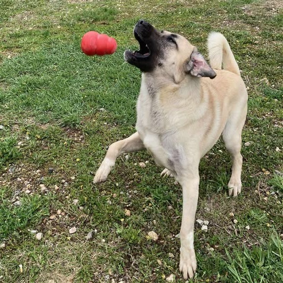 Ace, an adoptable Mixed Breed in Buffalo, WY, 82834 | Photo Image 5