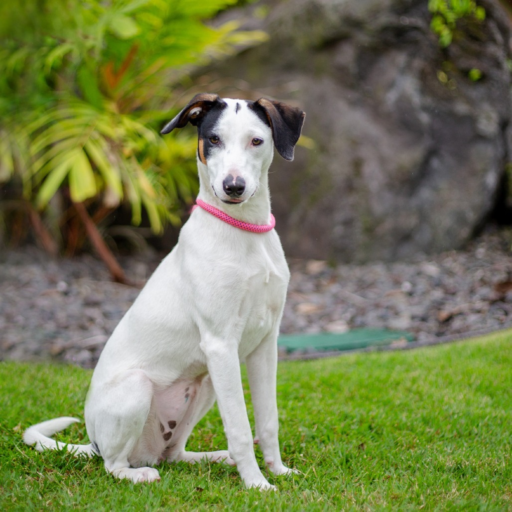Baby, an adoptable Mixed Breed in Kailua Kona, HI, 96740 | Photo Image 1