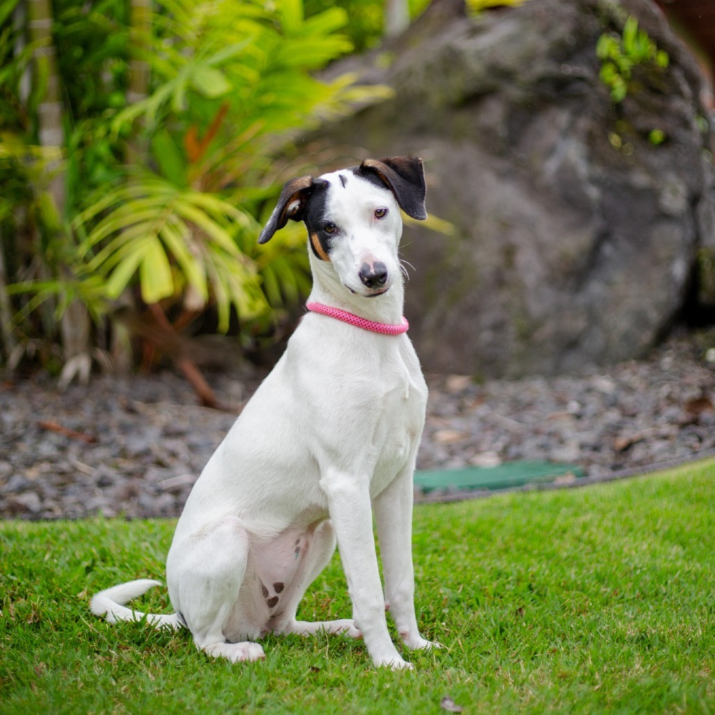Baby, an adoptable Mixed Breed in Kailua Kona, HI, 96740 | Photo Image 2