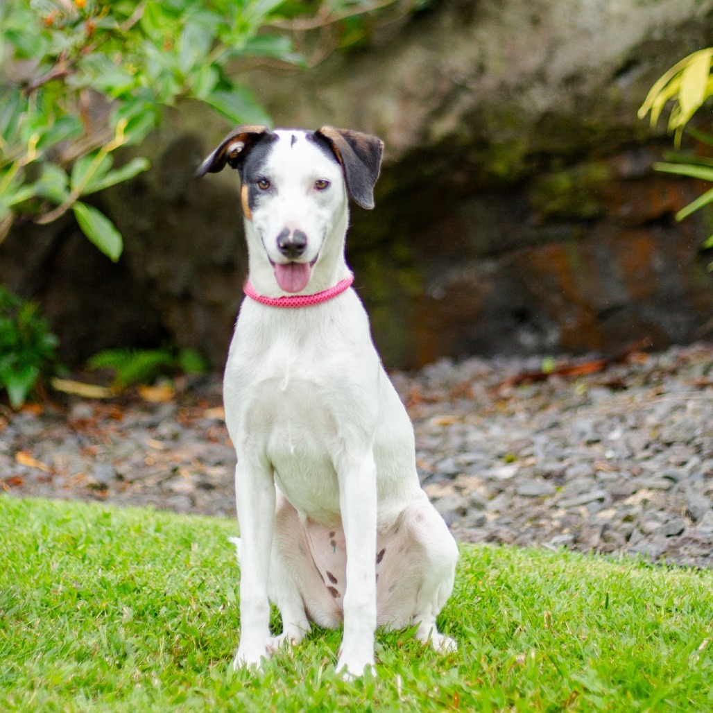 Baby, an adoptable Mixed Breed in Kailua Kona, HI, 96740 | Photo Image 3