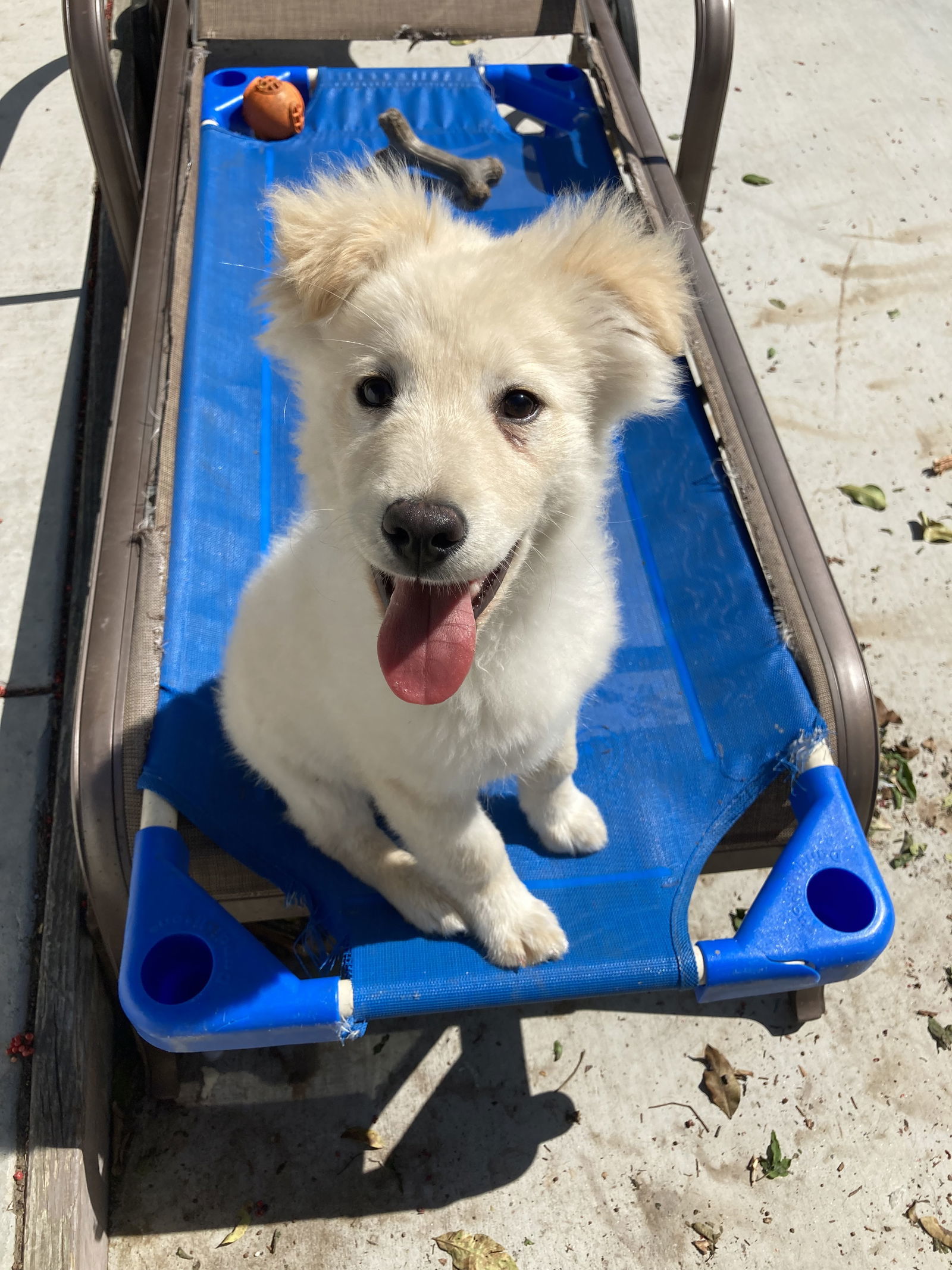 Teddy, an adoptable Golden Retriever, Samoyed in San Diego, CA, 92171 | Photo Image 1