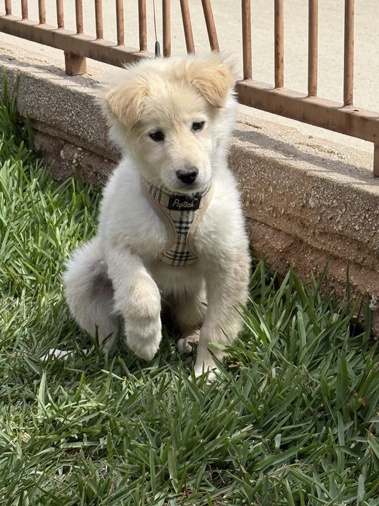 Teddy, an adoptable Samoyed, Golden Retriever in San Diego, CA, 92171 | Photo Image 2