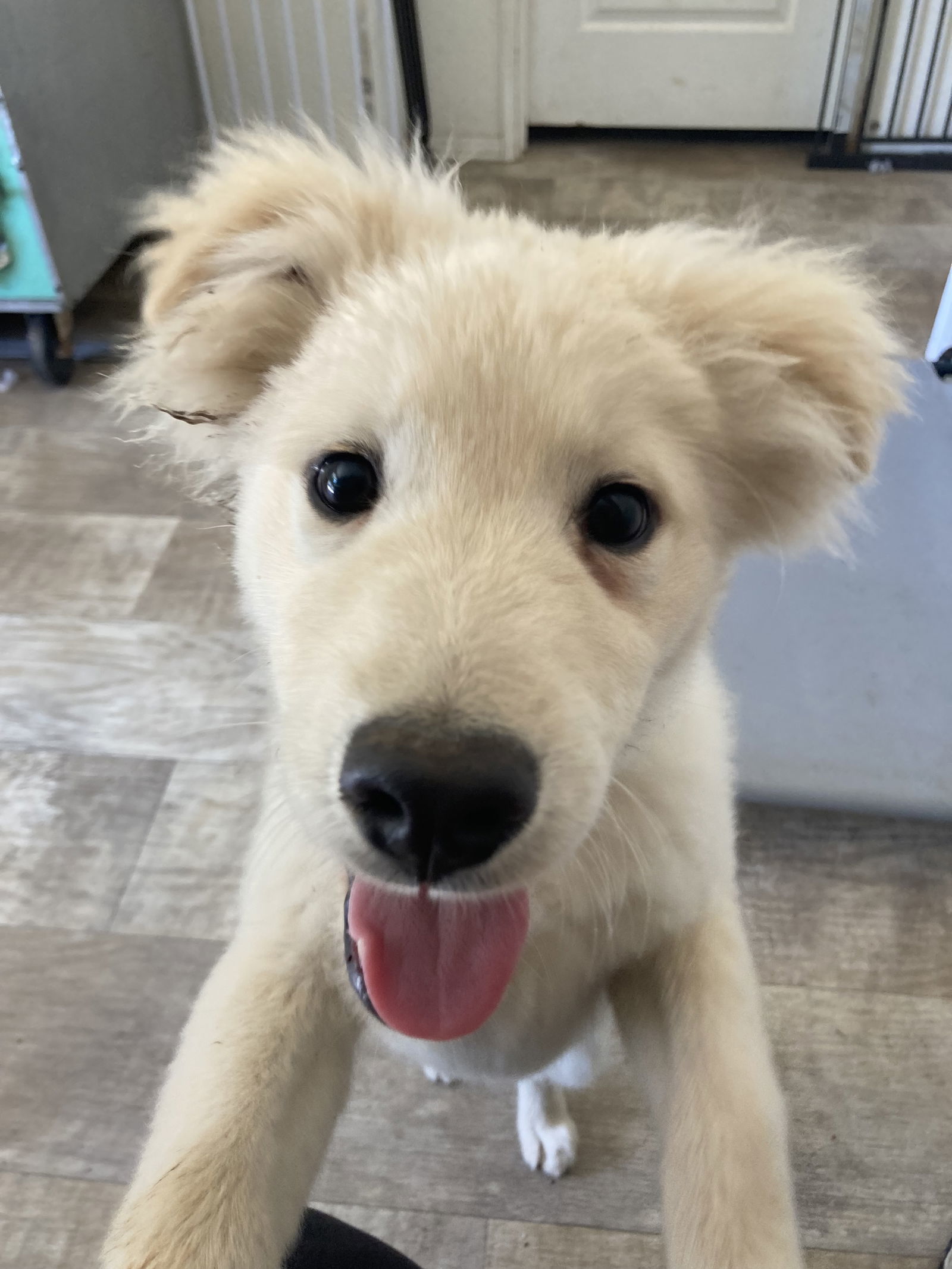 Teddy, an adoptable Golden Retriever, Samoyed in San Diego, CA, 92171 | Photo Image 2