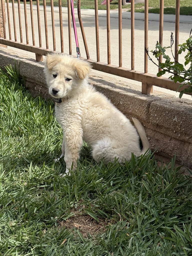 Teddy, an adoptable Samoyed, Golden Retriever in San Diego, CA, 92171 | Photo Image 3
