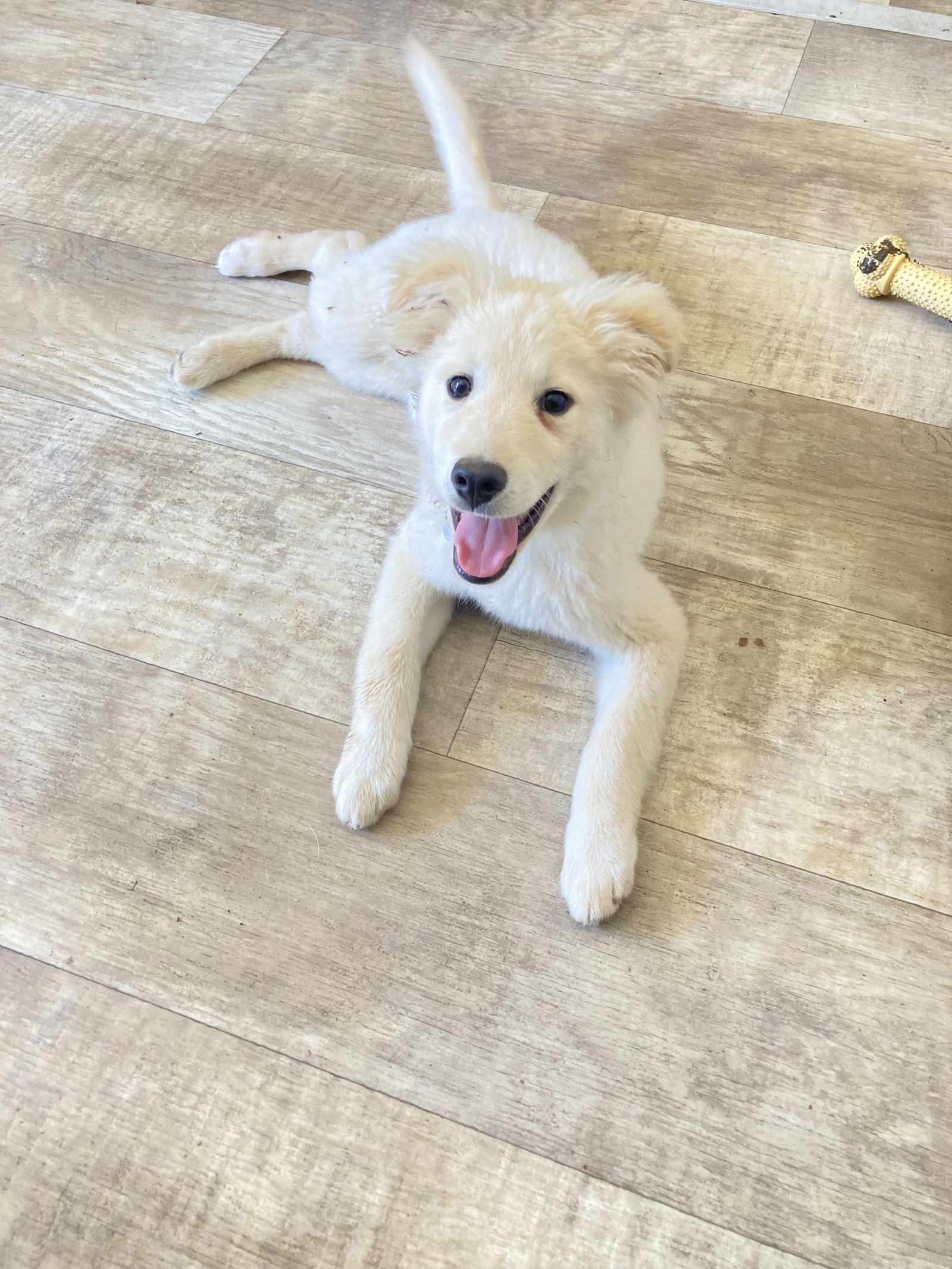 Teddy, an adoptable Golden Retriever, Samoyed in San Diego, CA, 92171 | Photo Image 3