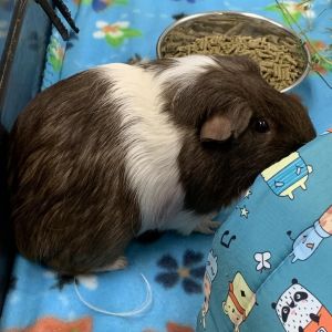 Big Pappa, Adult Male Guinea Pig