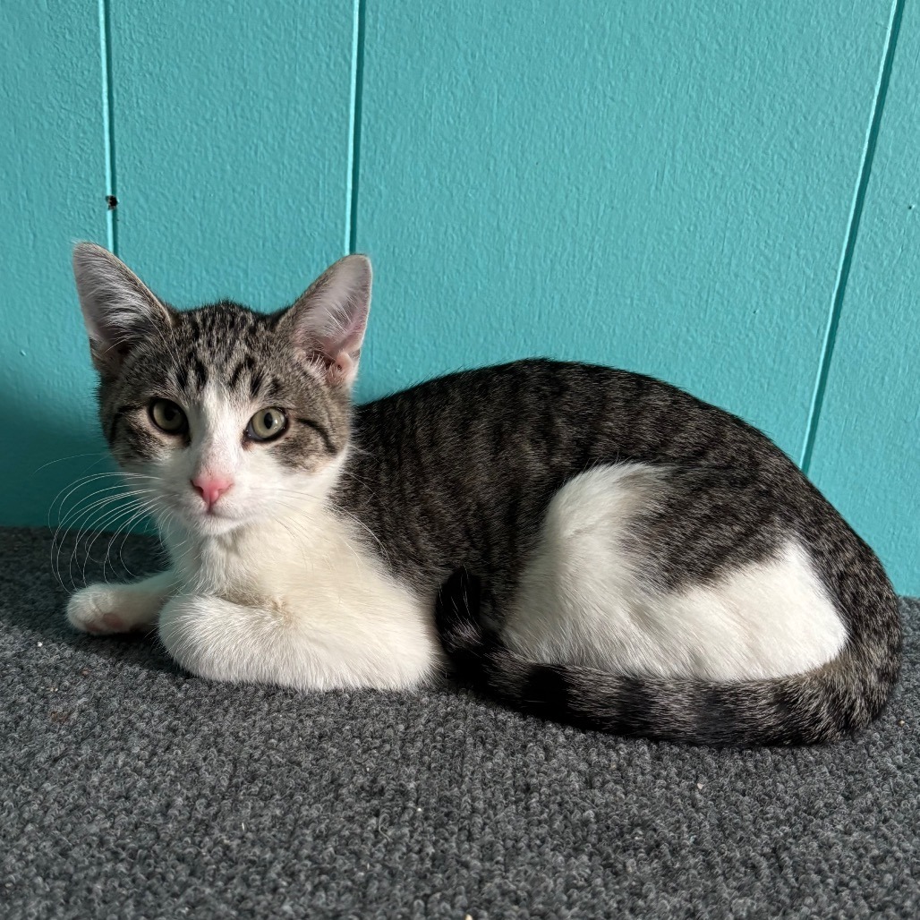 Elsie, an adoptable Domestic Short Hair in Bismarck, ND, 58507 | Photo Image 1