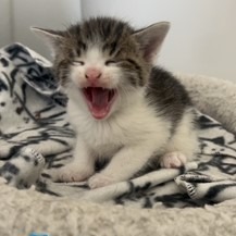 Elsie, an adoptable Domestic Short Hair in Bismarck, ND, 58507 | Photo Image 3