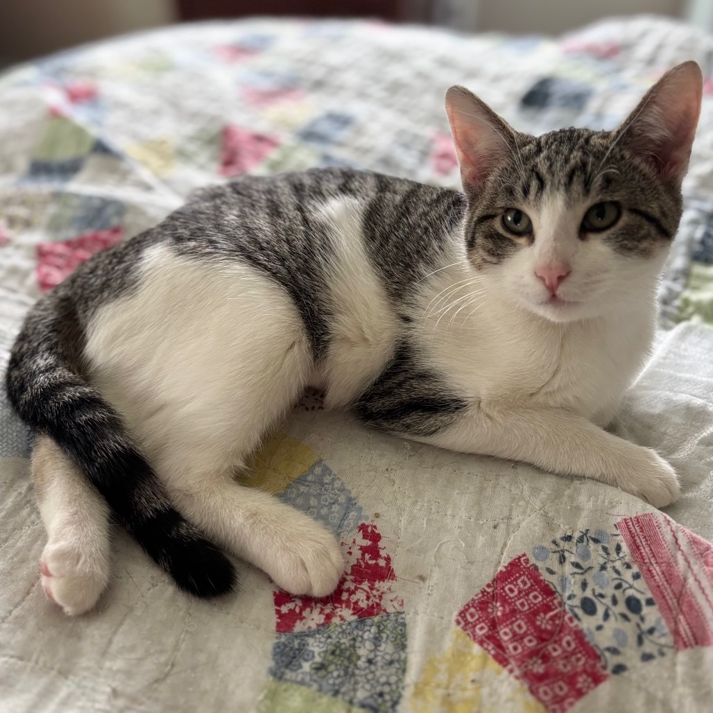 Elsie, an adoptable Domestic Short Hair in Bismarck, ND, 58507 | Photo Image 5