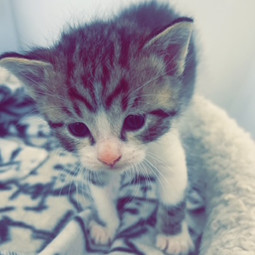 Galindo, an adoptable Domestic Short Hair in Bismarck, ND, 58507 | Photo Image 3